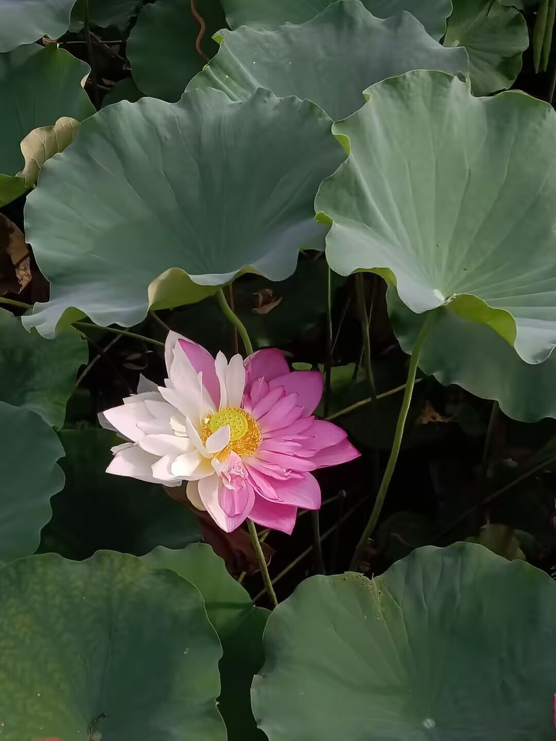 菩提